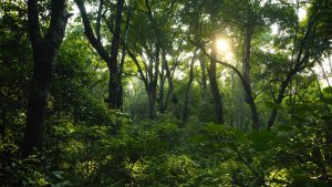 International Day of Forests: वन और भोजन का गहरा रिश्ता, इंटरनेशनल डे ऑफ फॉरेस्ट्स पर समझिए जंगलों की असली अहमियत International Day of Forests: वन और भोजन का गहरा रिश्ता, इंटरनेशनल डे ऑफ फॉरेस्ट्स पर समझिए जंगलों की असली अहमियत