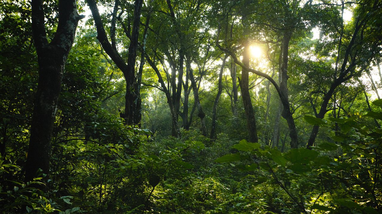 Forests And Food Deep Connection Understand True Importance Of Forests On International Day Of Forests