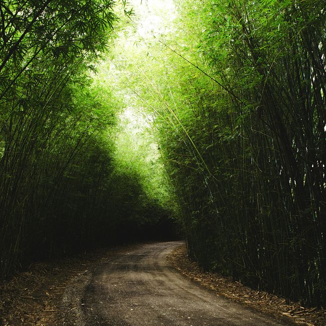 Forest Day, Green India Mission, Agroforestry, Food Security, Forest Conservation