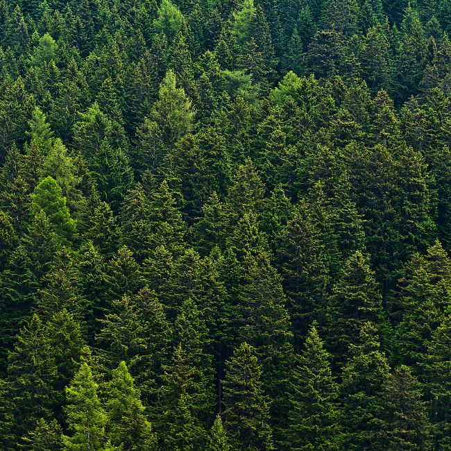 Forest Day, Green India Mission, Agroforestry, Food Security, Forest Conservation