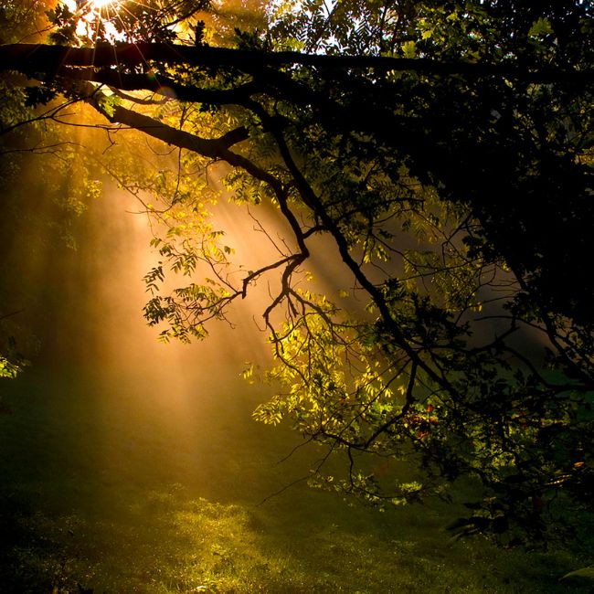 Forest Day, Green India Mission, Agroforestry, Food Security, Forest Conservation, Van Dhan Yojana, International Day of Forests