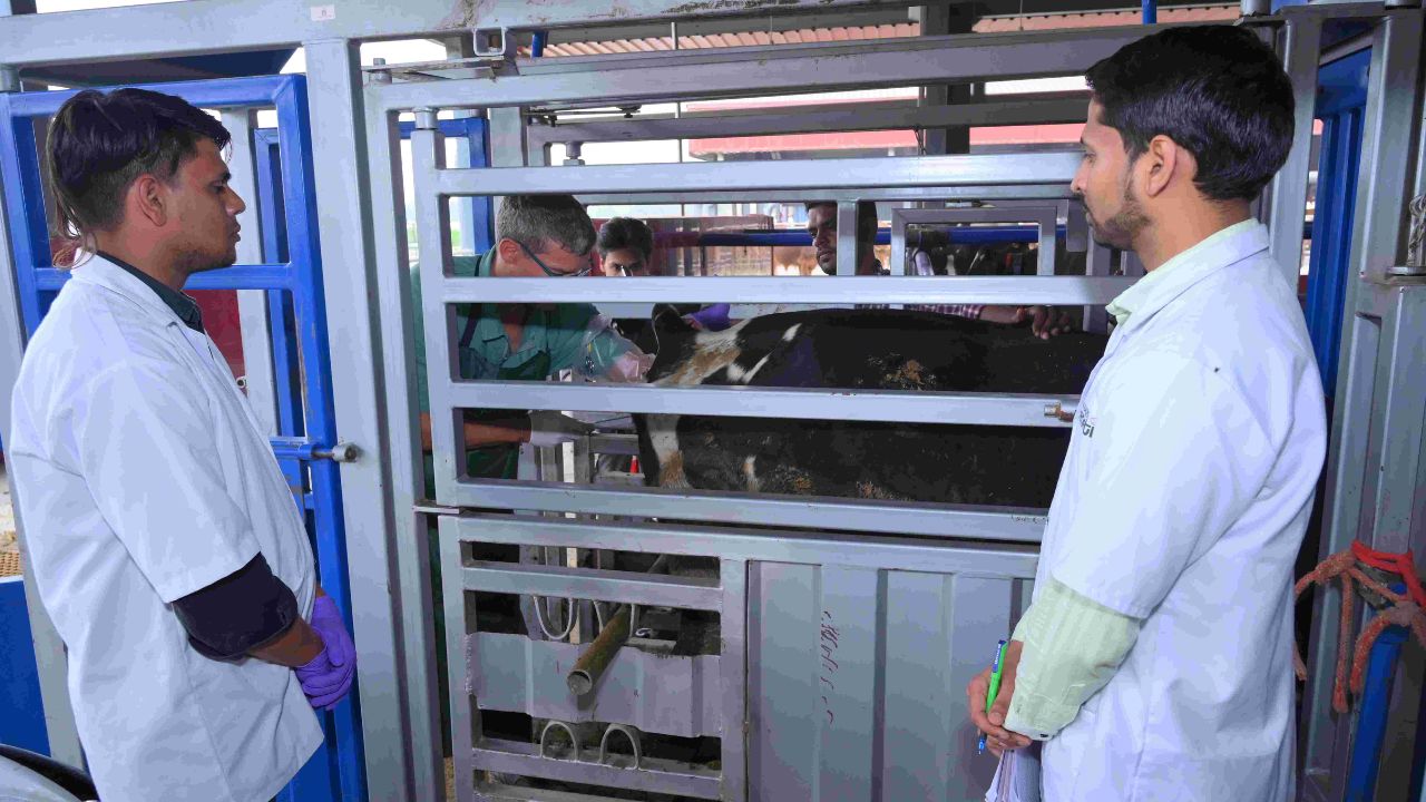 Ivf In 116 Cows With 70 Percent Success Rate India First Successful Large Scale Embryo Transfer