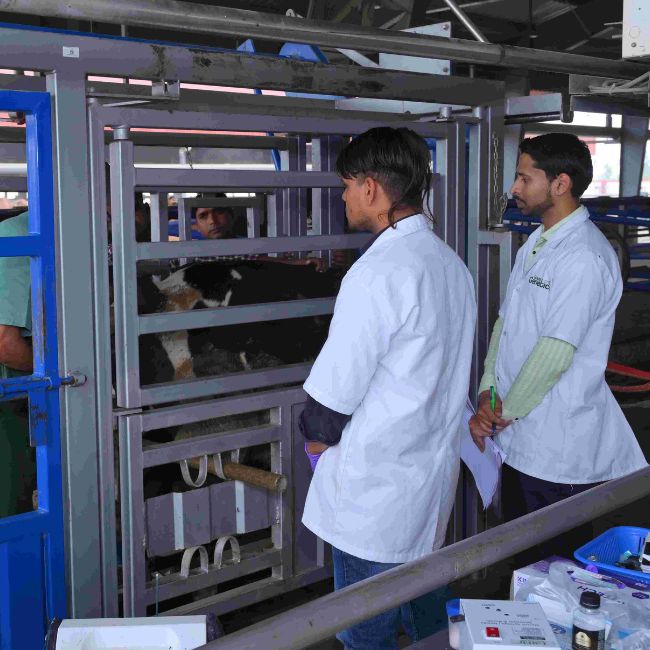 Dairy Farming, Embryo Transfer, IVF Technology, Livestock Growth, Milk Production, Agri Innovation