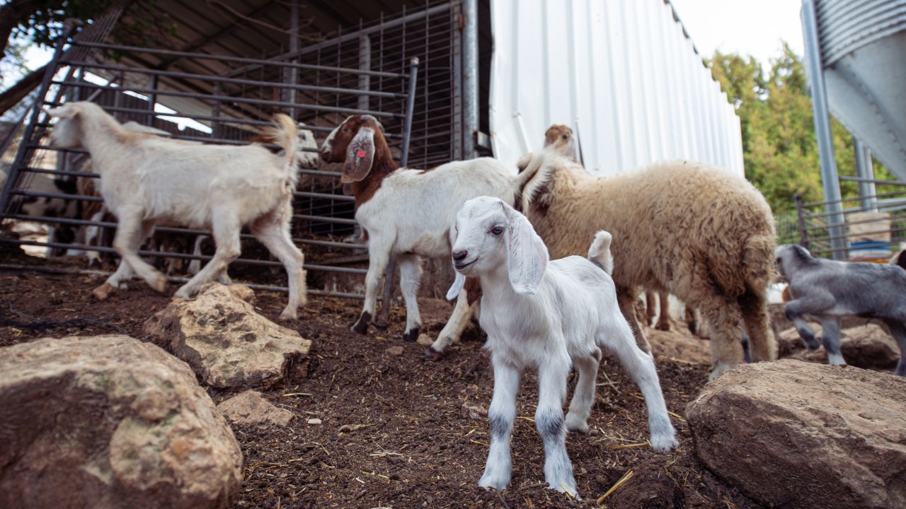 Common Goat Diseases Can Pose Significant Threat Protect Your Herd With Timely Treatment And Hygiene