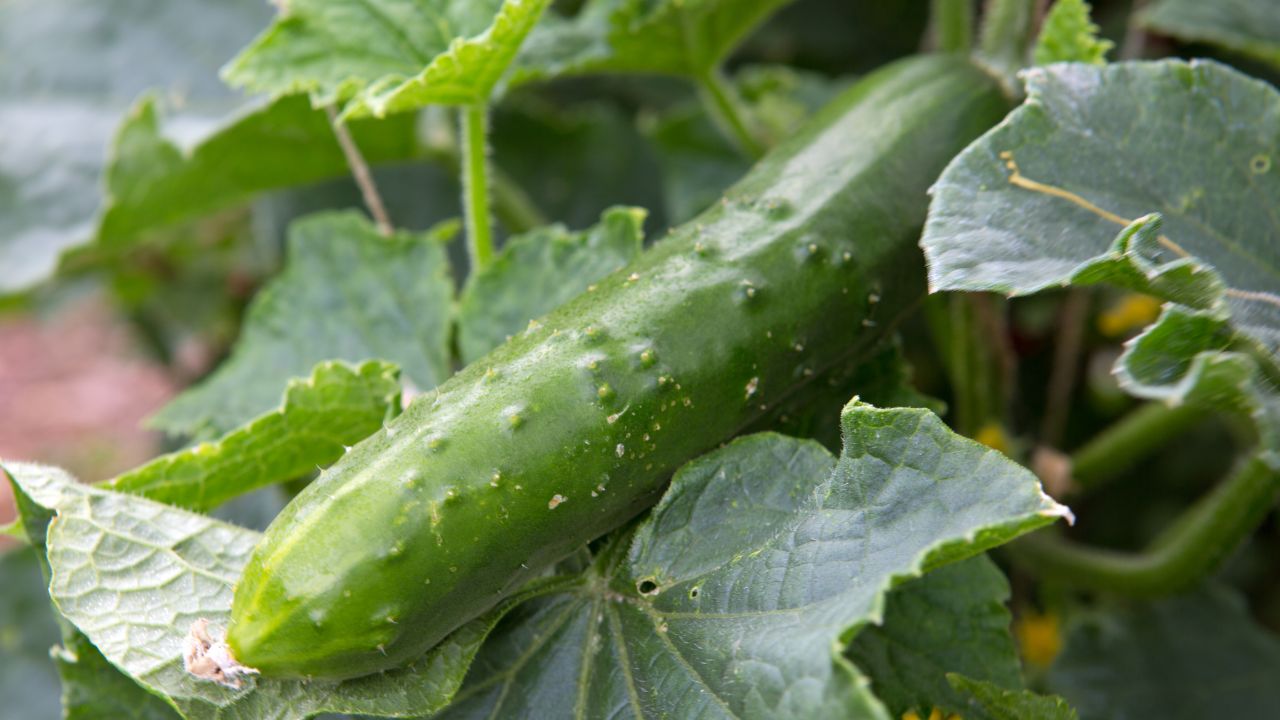 Turn Vacant Land Into Source Income Cucumber Cultivation Generate Good Income Every Day