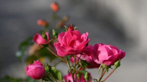 गर्मियों में भी खिलेंगे गुलाब, आसान गार्डनिंग टिप्स से मुरझाने से बचाएं और बगीचे को बनाएं खूबसूरत