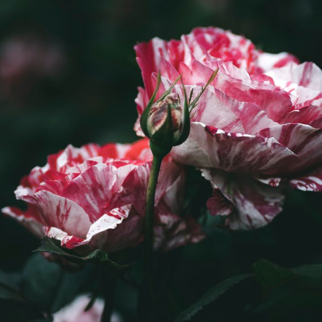 Rose Care, Summer Gardening, Plant Protection, Organic Fertilizer, Mulching Tips