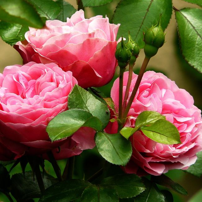 Rose Care, Summer Gardening, Plant Protection, Organic Fertilizer, Mulching Tips, Garden Care