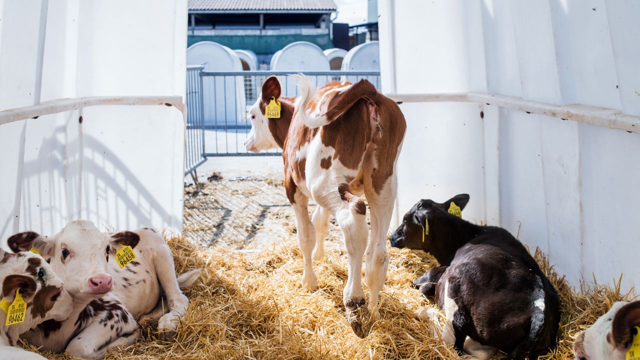 Cow Shelters With Capacity 5000 To 50000 In Madhya Pradesh Government Major Focus On Increasing Milk Production