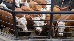 राजस्थान की नंदीशाला में अचानक पशु की मौत से हड़कंप, 65 मवेशियों पर गंभीर खतरा.. शिफ्टिंग में जुटा प्रशासन राजस्थान की नंदीशाला में अचानक पशु की मौत से हड़कंप, 65 मवेशियों पर गंभीर खतरा.. शिफ्टिंग में जुटा प्रशासन