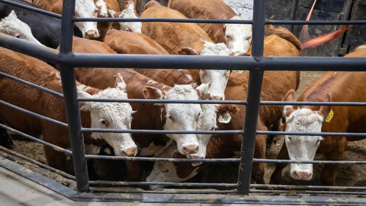 Nandi Shala In Rajasthan Is In Bad State One Animal Dead 65 Still Trapped Disease And Filth Worsen Situation