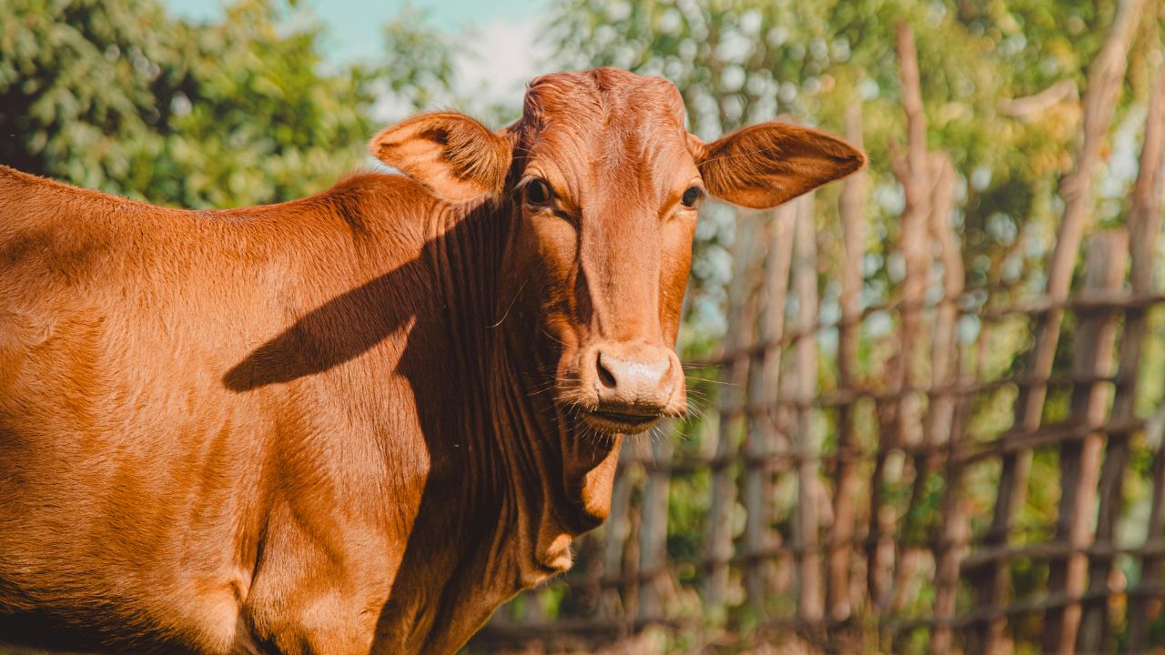 Indigenous Cows: हर मौसम में फिट और बीमारियों से दूर, देशी गायें किसानों के लिए क्यों बन रही पहली पसंद