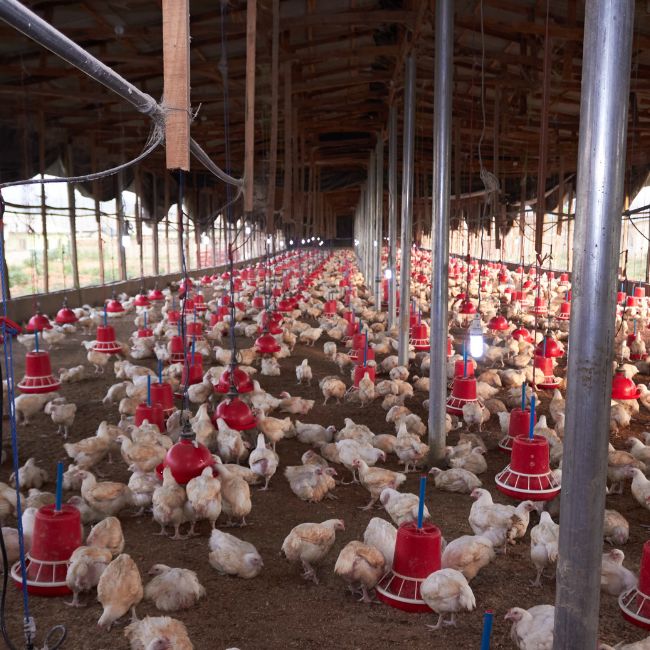 Poultry Farming, Success Story, Livestock Farming, Farmer Income, Agri Entrepreneurship
