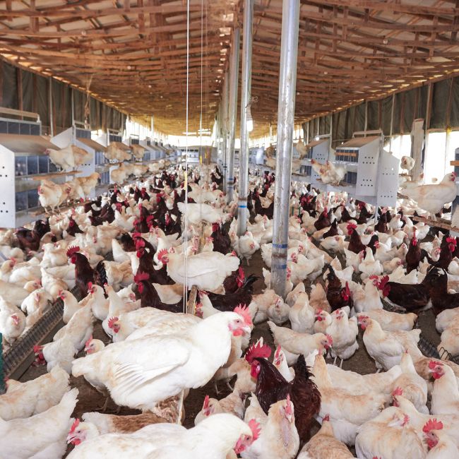 Baleshwar Prasad Verma, बालेश्वर प्रसाद वर्मा, Sitapur district, Uttar Pradesh news, Poultry Farming, Success Story