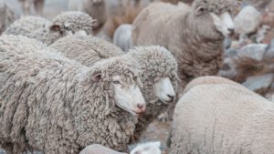Sheep Farming: कम खर्च में ज्यादा फायदा दे रही मुजफ्फरनगरी भेड़, ग्रामीणों के लिए बन रही मजबूत आय का जरिया Sheep Farming: कम खर्च में ज्यादा फायदा दे रही मुजफ्फरनगरी भेड़, ग्रामीणों के लिए बन रही मजबूत आय का जरिया
