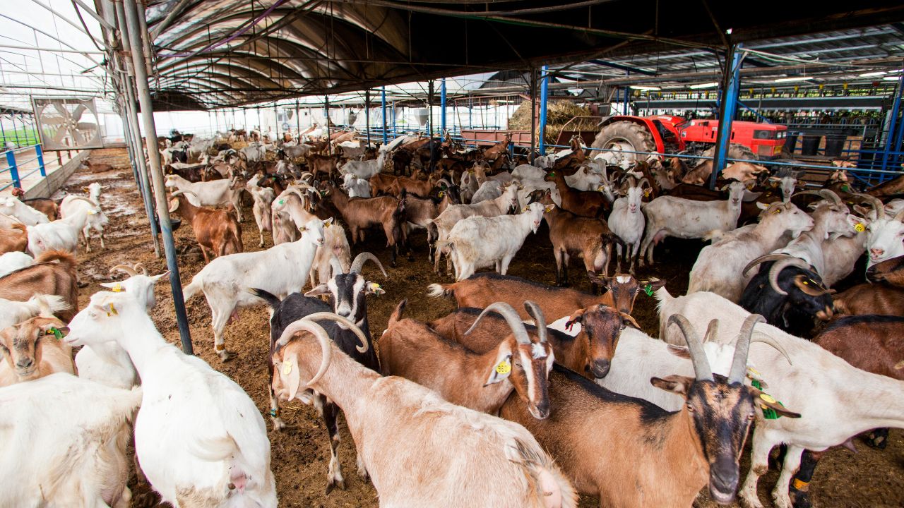 Risk Disease Increases For Goats In Summer Livestock Owners Vigilant Prevent Damage With Clean Water And Care