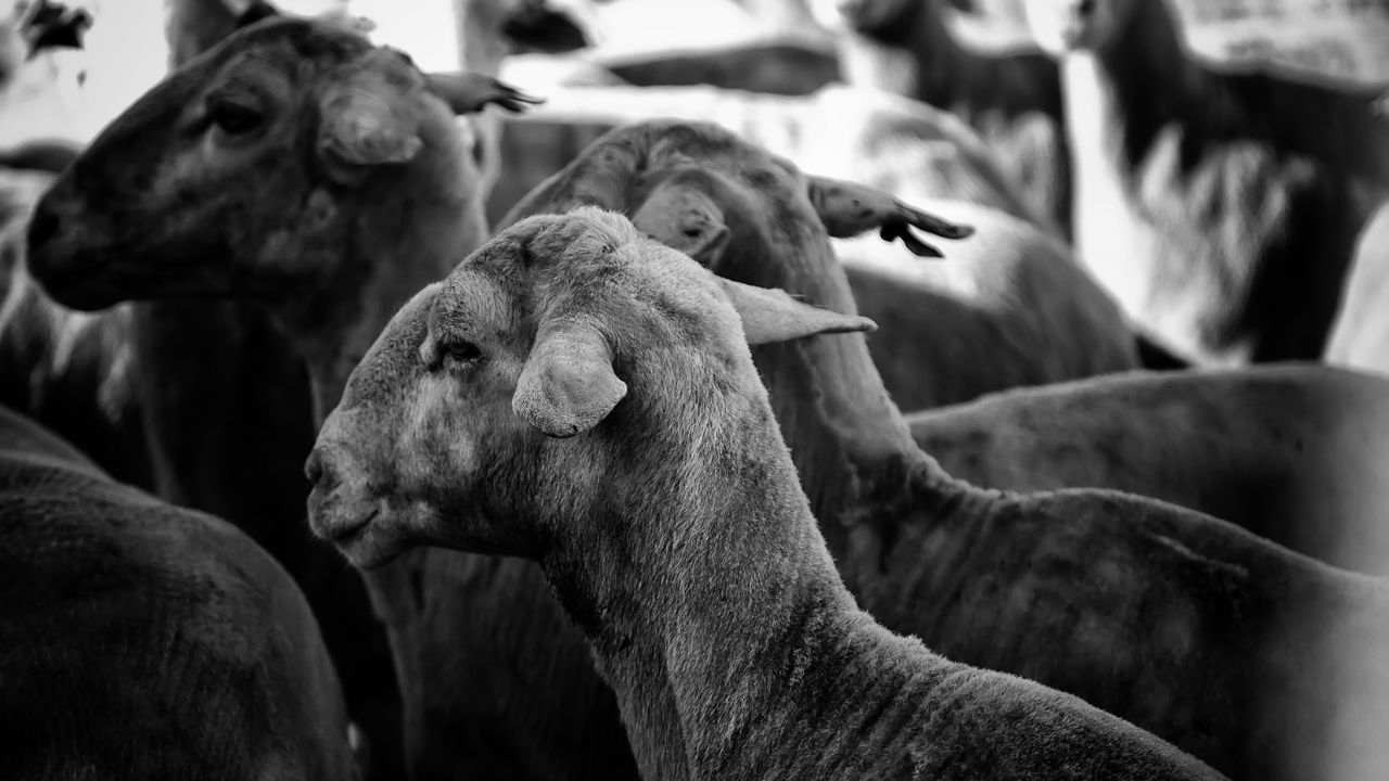 Your Goats Affected Goat Pox How Recognize Symptoms Take Timely Action