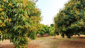 आम और लीची के पेड़ों पर मंजर झड़ने से परेशान? अपनाएं ये आसान तरीका, मिलेगा भरपूर और बड़ा फल