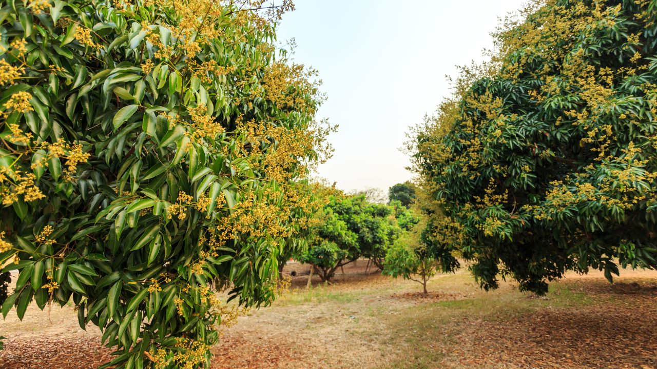 Troubled By Loss Blossoms On Mango And Litchi Trees Follow This Simple Method To Get Plenty Fruit And Large Fruit
