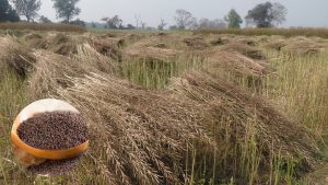 अब सरसों बेचने पर घाटा नहीं…सरकार देगी MSP और बाजार भाव का अंतर, किसानों को सीधा फायदा