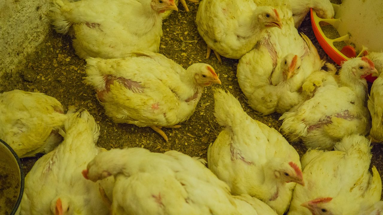 Bird Flu Confirmed In Bilaspur Chhattisgarh Administration Alert After Death 5000 Chickens Sale Banned