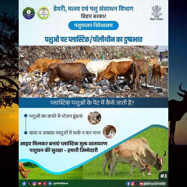 Plastic Pollution, Animal Health, Bihar News, Polythene Danger, Livestock Care, Government Alert
