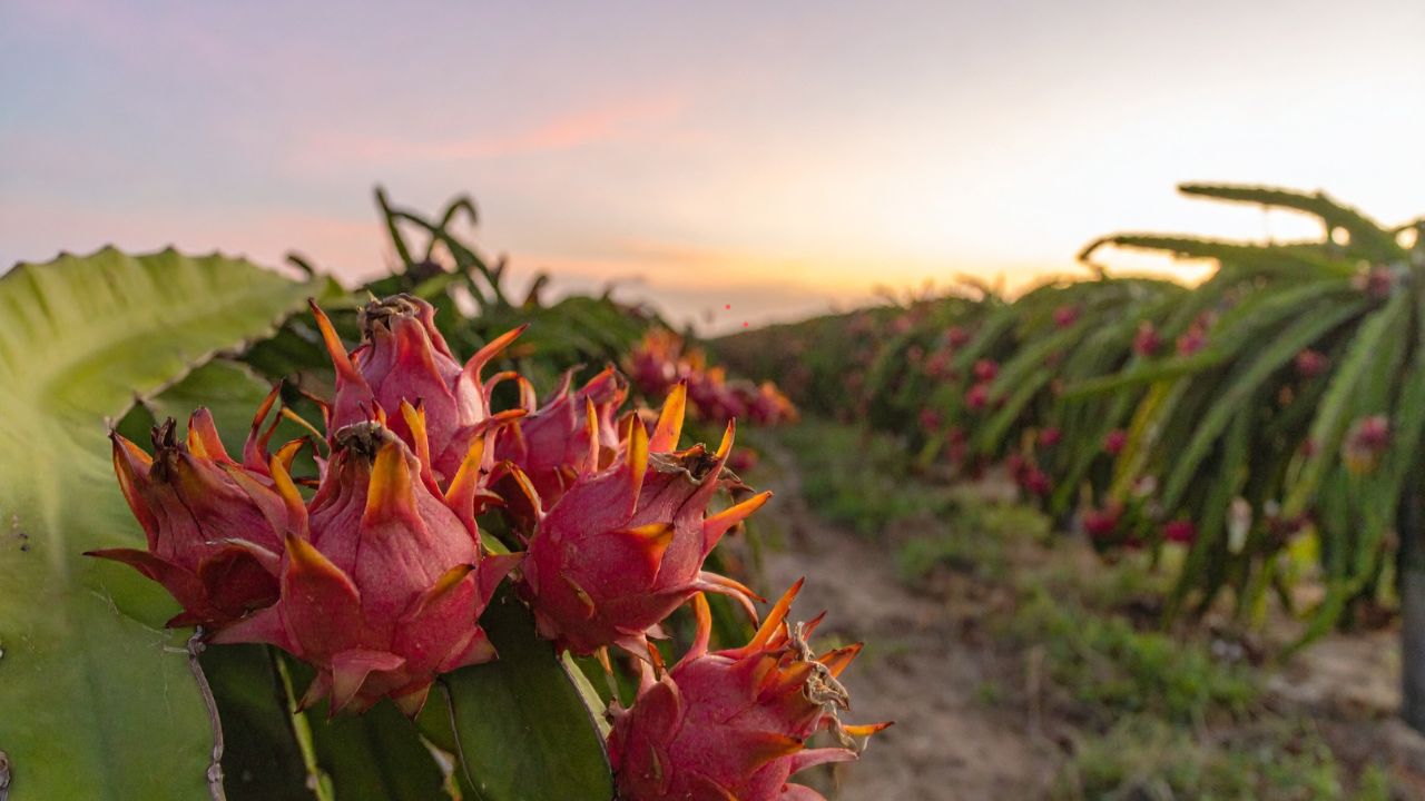 Dragon Fruit Farming Keep Your Income Steady Grow These Crops On Vacant Land Middle For Double The Profit