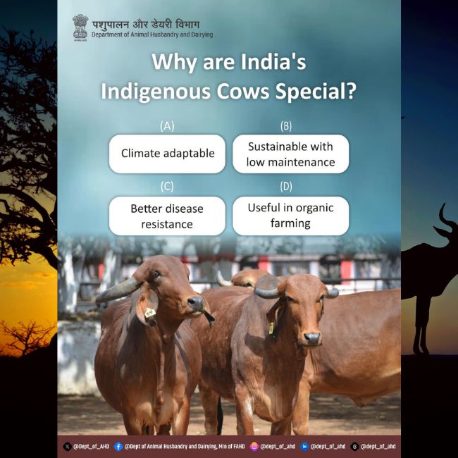Indigenous Cows, Sustainable Farming, Organic Agriculture, Low Maintenance
