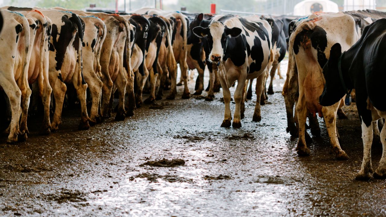 Animals Sick Due Flies And Mosquitoes Milk Production Decreased Learn Easy Solutions That Increase Income And Save Animals