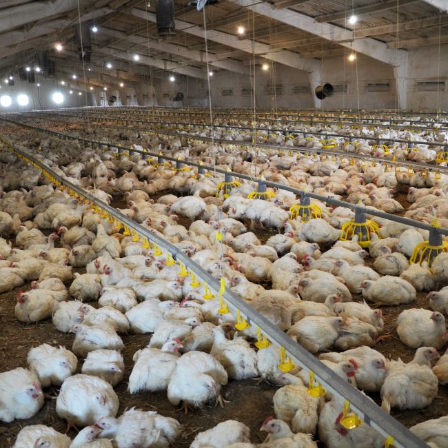 Bird Flu, Avian Influenza, H5N1 Virus, Poultry Industry, Swine Fever, Livestock Crisis, bird flu in chhattisgarh