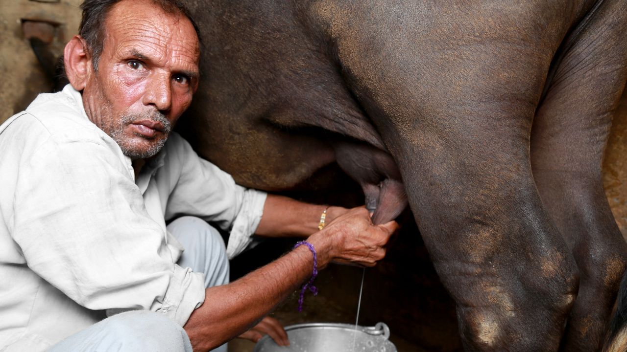 If Dairy Animals Are Not Cared For During Summer Milk Production Decrease Learn About Simple Measures Every Farmer Should Take