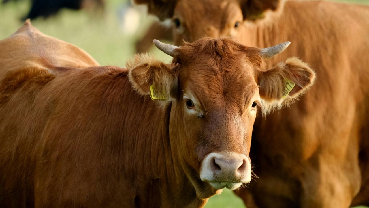 Livestock Health To Protect Your Animals From Disease Follow These Four Essential Methods Otherwise You Could Suffer Huge Financial Losses