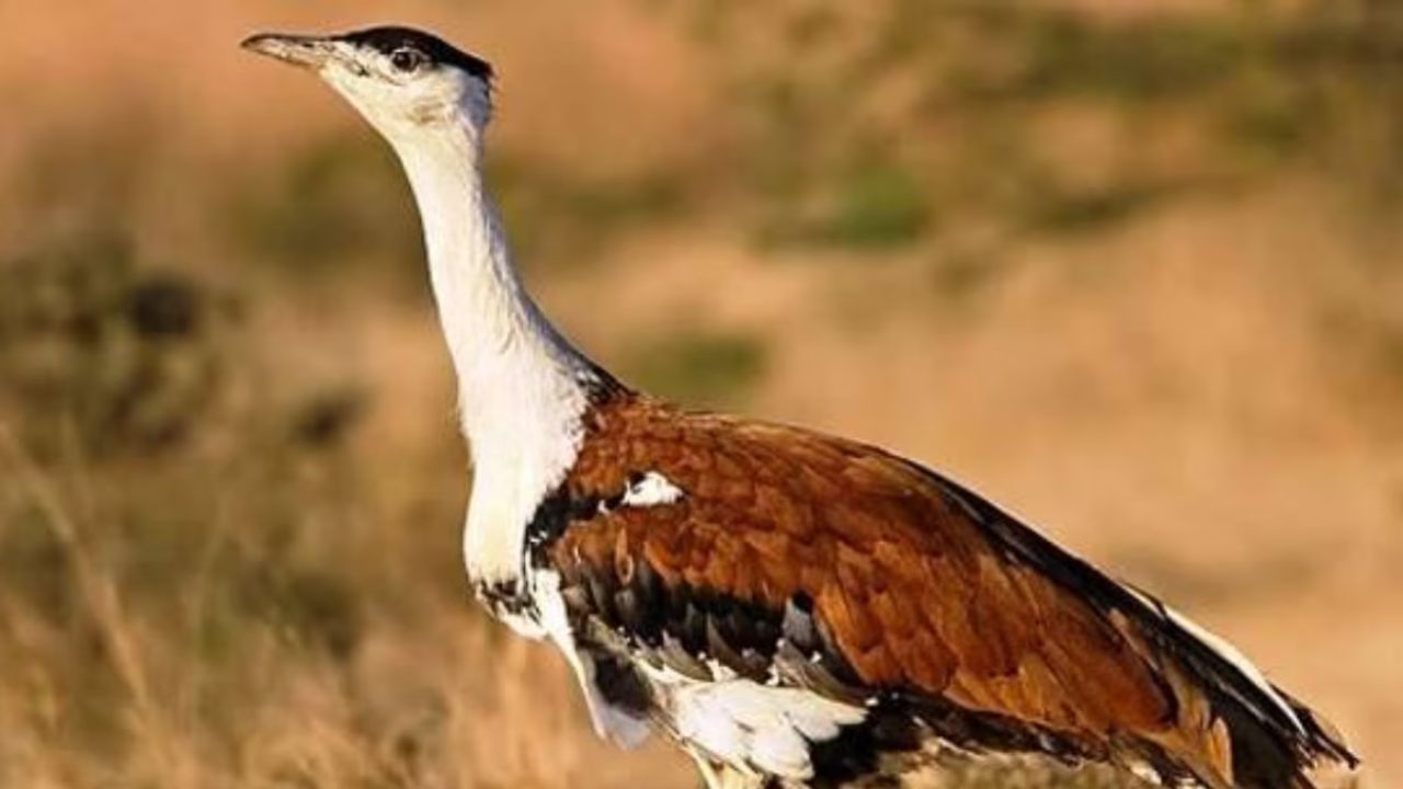 Amazing Birds Godavan Returns To Kutch Gujarat After 10 Years Birth Of Rare Bird Raises New Hopes