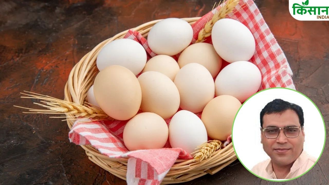 Egg Expiry Date Mandatory To Write Expiry Date On Eggs In Uttar Pradesh Expert Opinion On Egg Trade