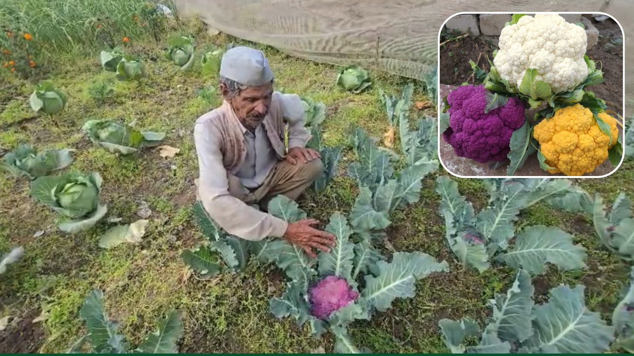 Uttarakhand Bageswar Farmer Prakash Singh Becomes Lakhpati By Growing Colorful Cauliflower He Earns Rs 4 Lakh Durnig Season
