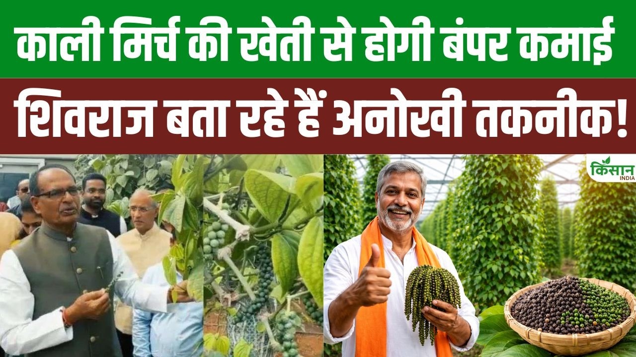 Black Pepper Production Tripled With Tissue Culture Technology Shivraj Singh Chouhan Giving Information About New Farming Farmers