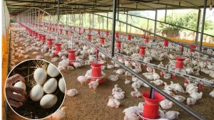 अंडे भी होते हैं वेज और नॉनवेज, जानें दोनों में क्या है अंतर और कैसे होता है इनका उत्पादन?