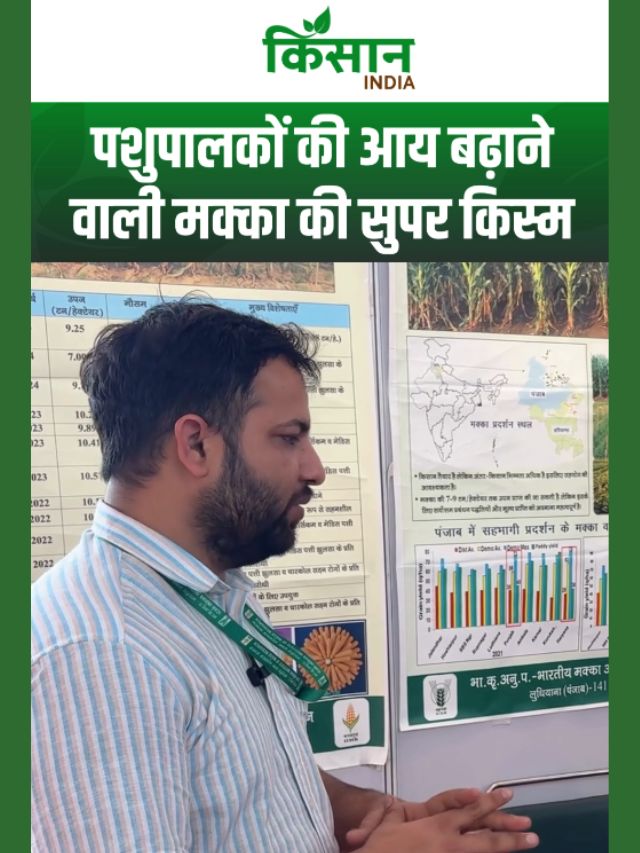 अब चारे की टेंशन खत्म! साइलेज मक्का से बंपर हरा चारा उत्पादन!