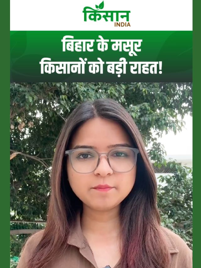 बिहार के मसूर किसानों को बड़ी राहत! NAFED पहली बार करेगा MSP पर सीधी खरीद