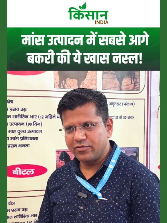 Goat Farming : मांस उत्पादन में सबसे आगे हैं बरबरी और ब्लैक बंगाल बकरी!