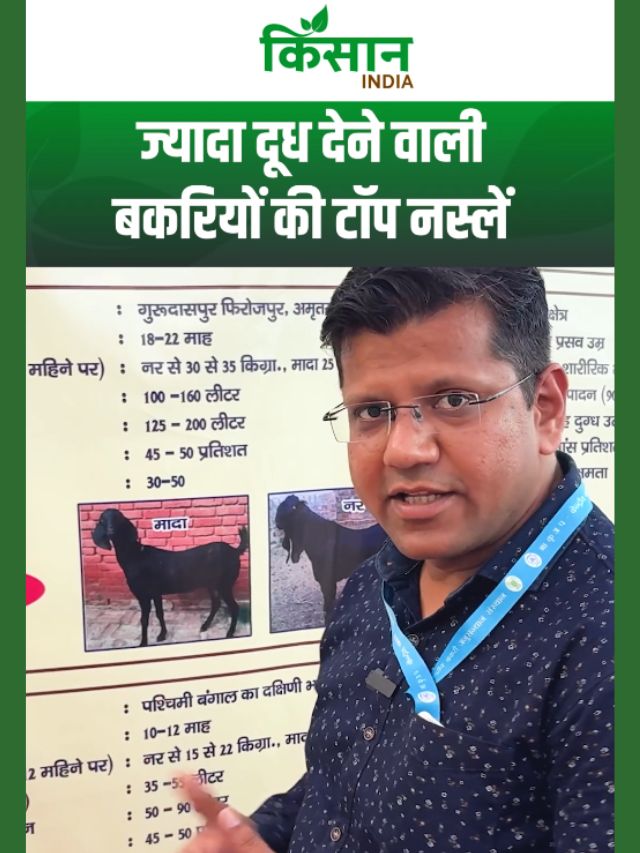 ICAR-CIRG के वैज्ञानिक डॉ वाई के सोनी ने बताई ज्यादा दूध देने वाली बकरियों की टॉप किस्में!