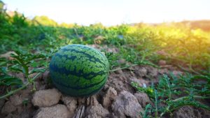 मार्च में किसान शुरू करें इस फल की खेती, 90 दिन में तैयार होगी फसल, एक एकड़ से हो सकती है लाखों की कमाई