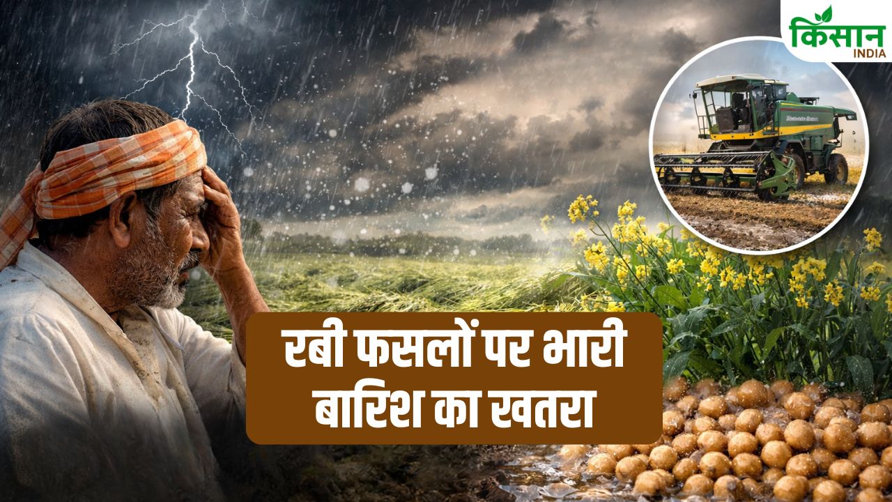 Weather Alert Western Disturbance Impact On Rabi Crops Rain Thunderstorm Effects On Crops
