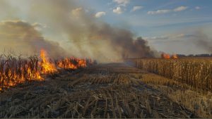 गेहूं की नरवाई जलाने पर सरकार ने लगाई रोक, दोषी पाए जाने पर किसानों पर 15 हजार जुर्माना लगेगा 