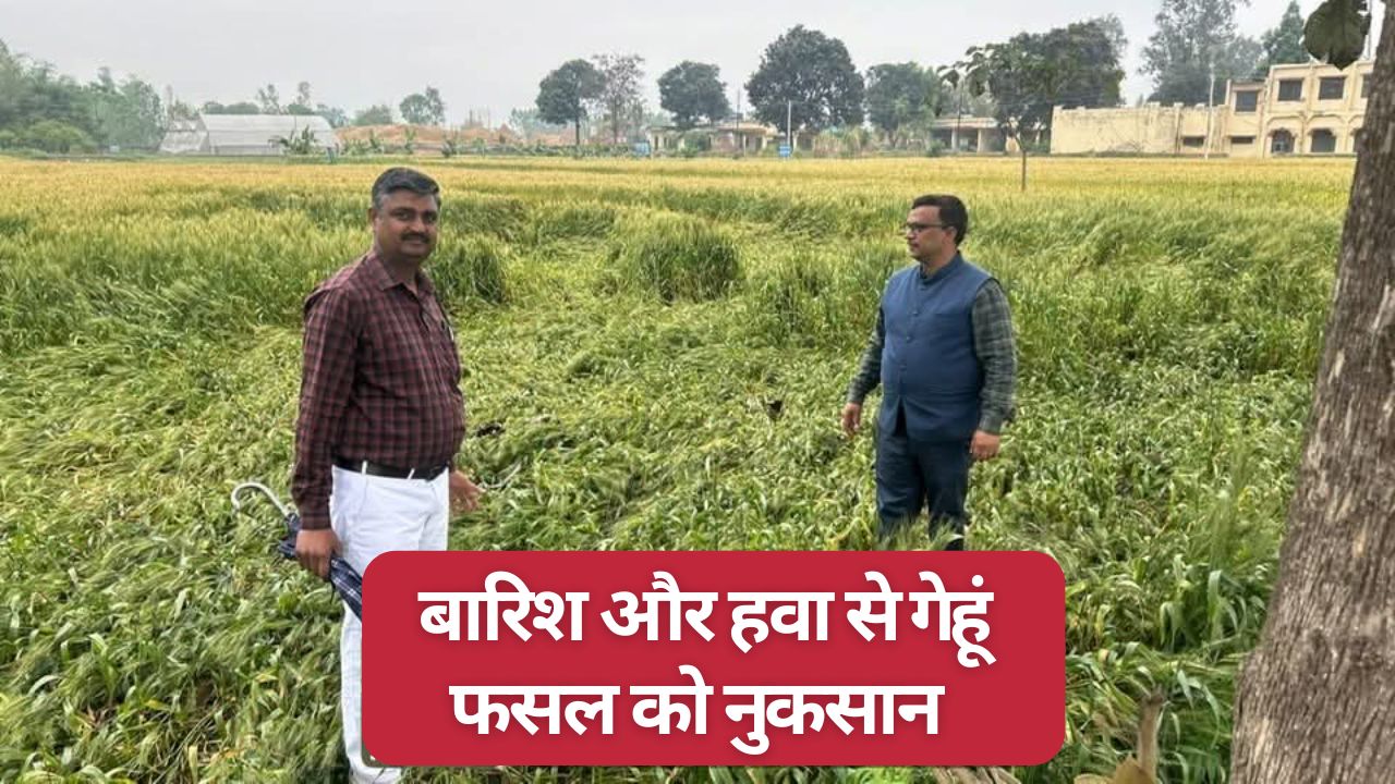 Wheat Crops Flattened In Fields Due To Rains In Uttar Pradesh Agricultural Scientists Said Threat Of 20 Loss In Wheat Yield Looms
