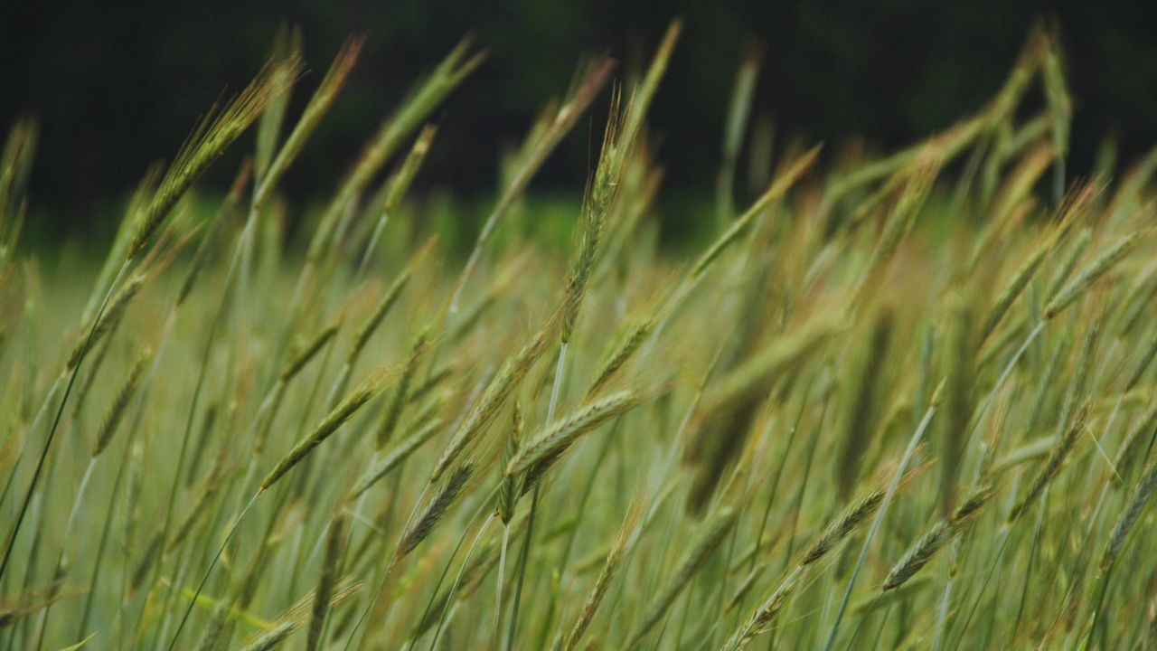 Gehun Ki Kheti Wheat Crop Care Tips In March Temperature Effect Irrigation Tips Increase Yield