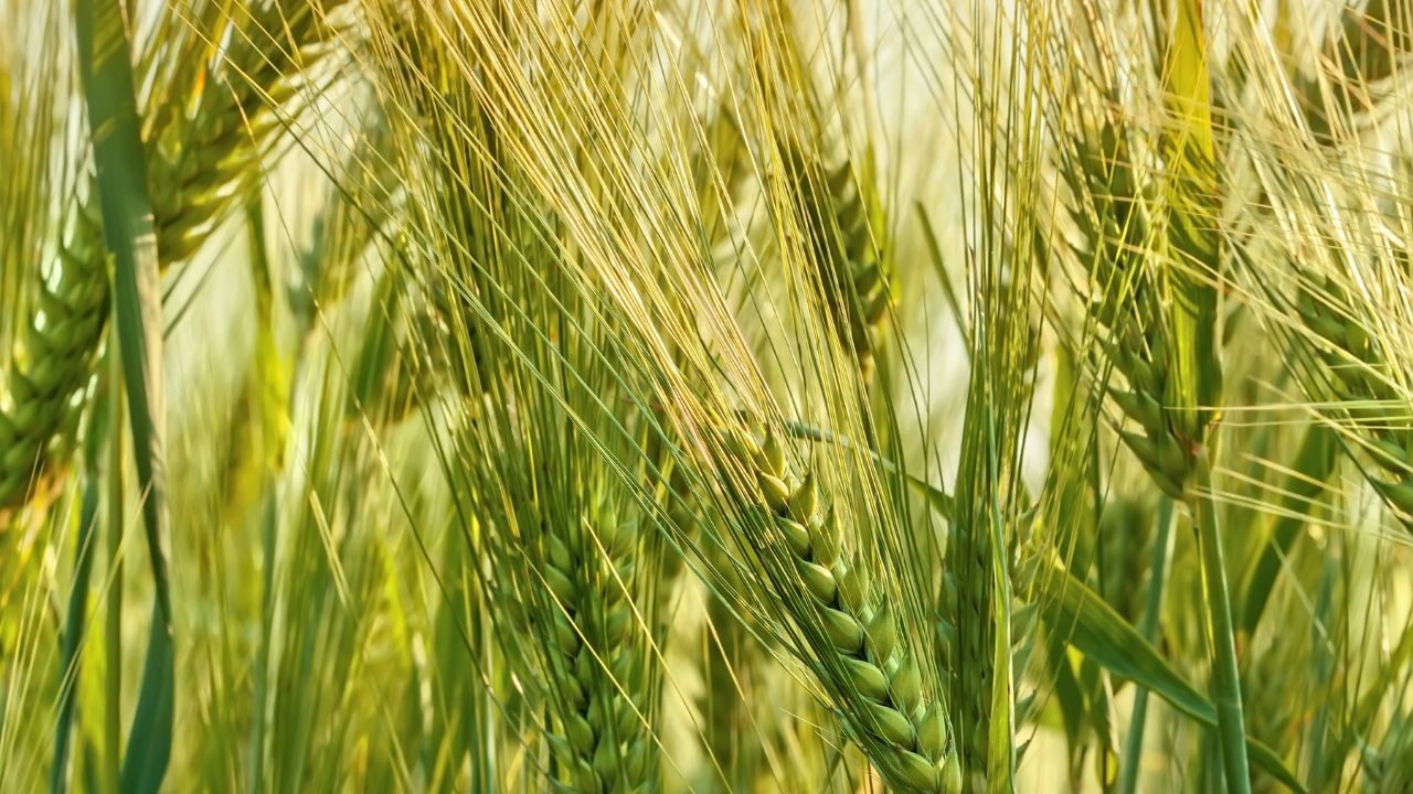 Wheat Ear Bending Problem Boron Deficiency Symptoms Solution Crop Management Gehun Ki Kheti