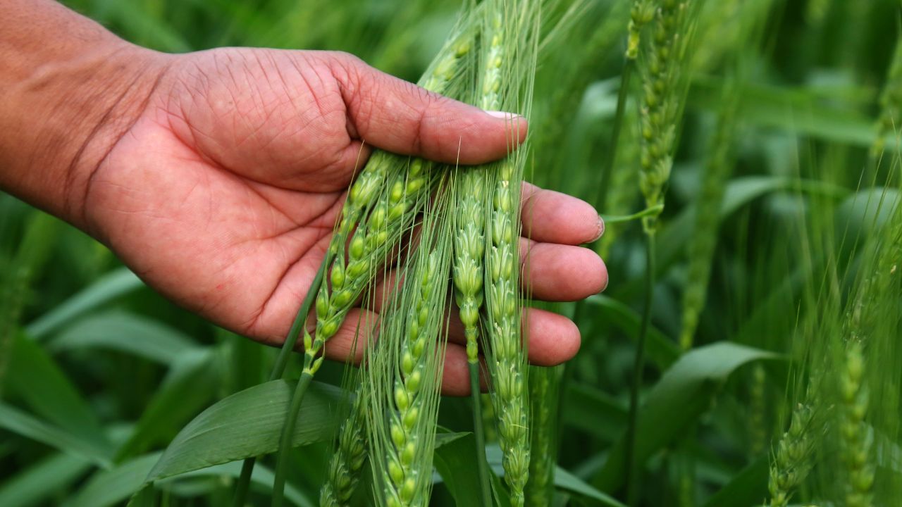 Boron Deficiency Symptoms Causes In Wheat Farming Gehun Ki Fasal Me Boron Ki Kami Kaise Puri Kare