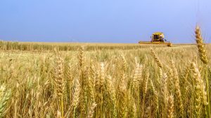 गेहूं कटाई से पहले सावधान! ट्रांसफॉर्मर के पास खड़ी फसल बन सकती है खतरा, कृषि विभाग का अलर्ट