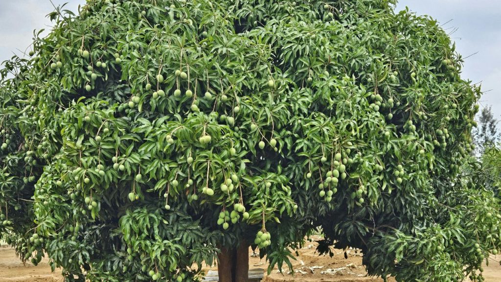 मार्च का महीना आम की फसल के लिए बहुत अहम होता है, क्योंकि इस समय पेड़ों पर बौर आता है और छोटे-छोटे फल बनने लगते हैं. अगर इस समय सही देखभाल और पोषण नहीं दिया जाए, तो फूल झड़ सकते हैं और उत्पादन पर सीधा असर पड़ता है. 